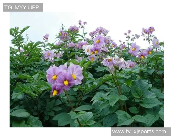 今日趣图：土豆开花的奇妙瞬间与枪手夺冠的美好期待